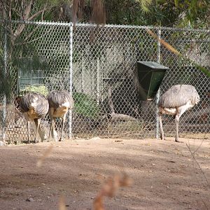 Greater Rhea