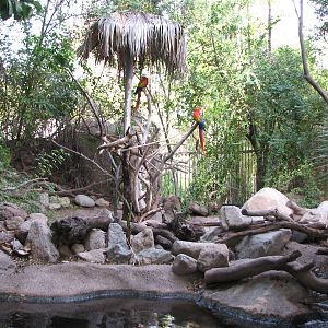 Forest of Uco - Aquarium and Scarlet Macaw