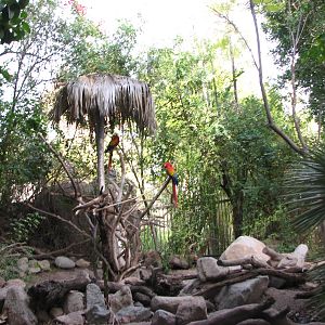 Forest of Uco - Aquarium and Scarlet Macaw