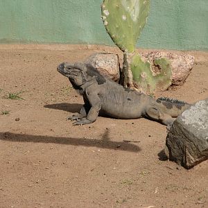 Rhinoceros Iguana