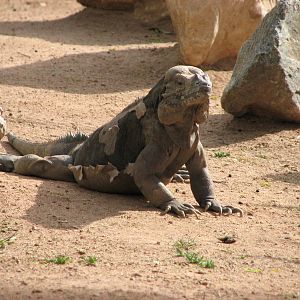 Rhinoceros Iguana