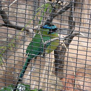 Blue Crowned Motmot