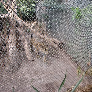 Lucero, the Sonoran jaguar