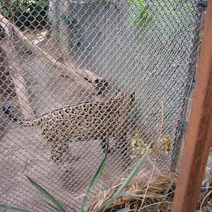 Lucero, the Sonoran jaguar