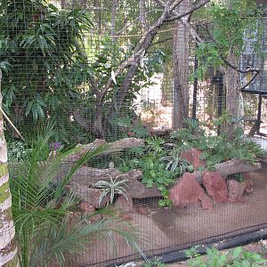 Keel Billed Toucan Exhibit