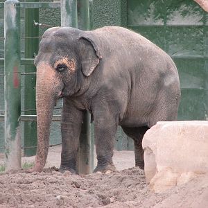 Asian Elephant