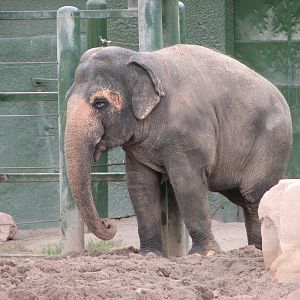 Asian Elephant