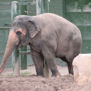 Asian Elephant