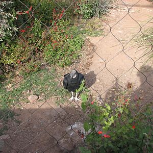 Black Vulture