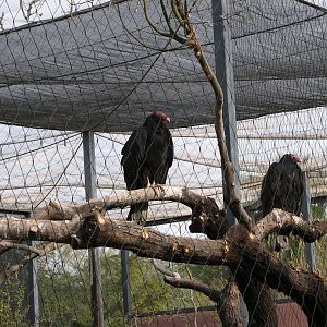 Turkey Vulture
