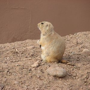 Black-Tailed Prairie Dog