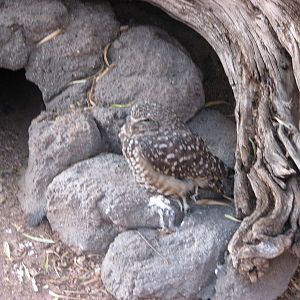 Burrowing Owl