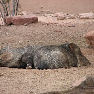 Collared Peccary