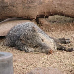 Collared Peccary