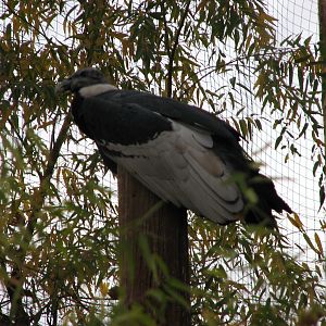 Andean Condor