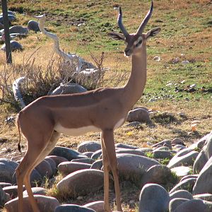 Gerenuk on the African Savannah