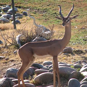 Gerenuk on the African Savannah