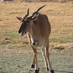 Cape Eland on the African Savannah