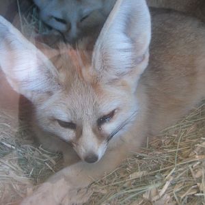 Fennec Fox