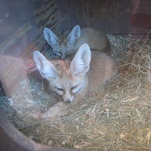 Fennec Fox