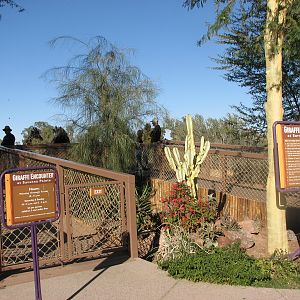 Giraffe Feeding Deck