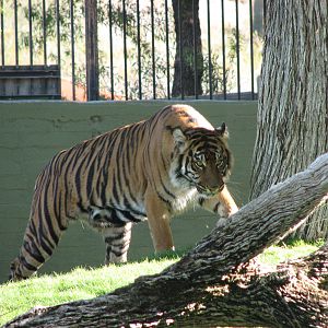 Sumatran Tiger
