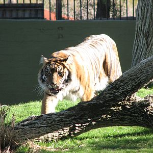 Sumatran Tiger