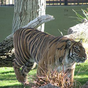 Sumatran Tiger