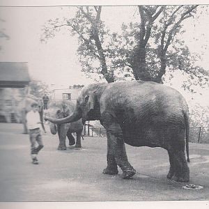 ELEPHANTS AT DUDLEY 1965
