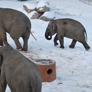 Winter and snow in Copenhagen: The elephant exhibit