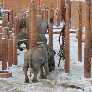 Winter and snow in Copenhagen: The elephant exhibit