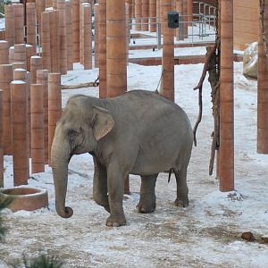 Winter and snow in Copenhagen: The elephant exhibit