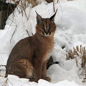 Caracal 3 months old