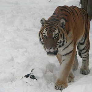 Amur tiger Xeron