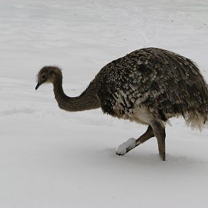 Lesser rhea