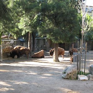 American Bison Herd