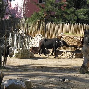 African Buffalo Herds