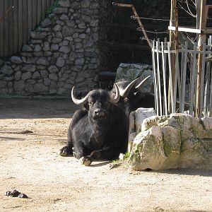 African Buffalo