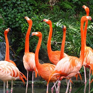 Flamingos