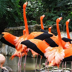 Flamingos Catching A Few Rays