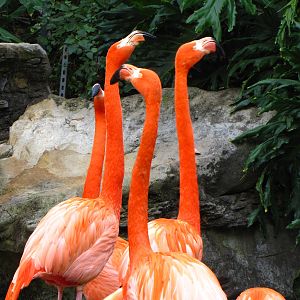 Flamingos