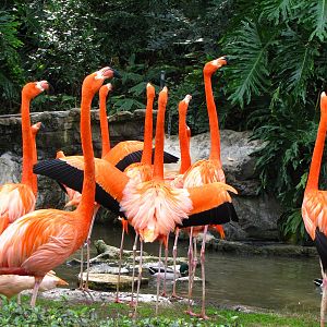 Flamingos