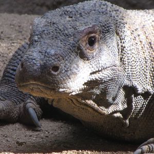 Komodo Dragon