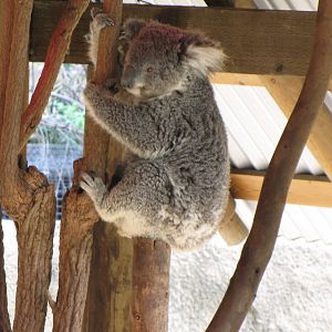 Koala