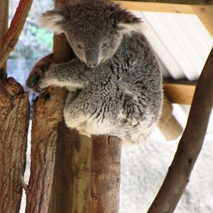 Koala