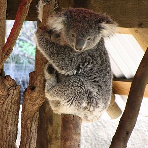 Koala