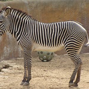 Grevy's Zebra