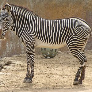 Grevy's Zebra