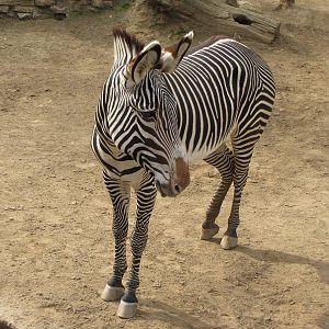 Grevy's Zebra