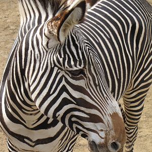 Grevy's Zebra